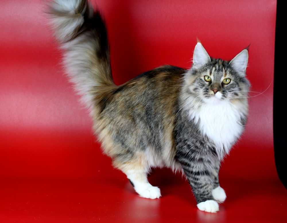 Норвежский лесной кот: описание и характер породы, фото котят-норвежцев