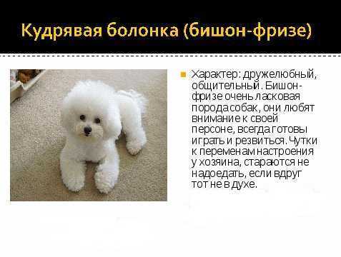 Содержание и уход за собакой бишон фризе