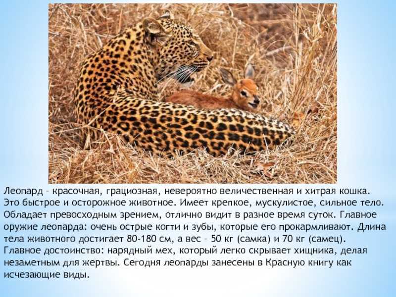 Леопард (лат. panthera pardus), фото леопардов