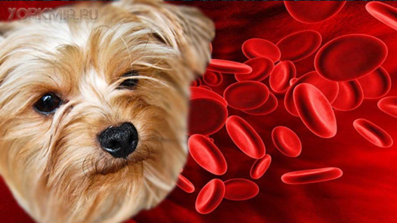 Анемия у собак — лечение и профилактика