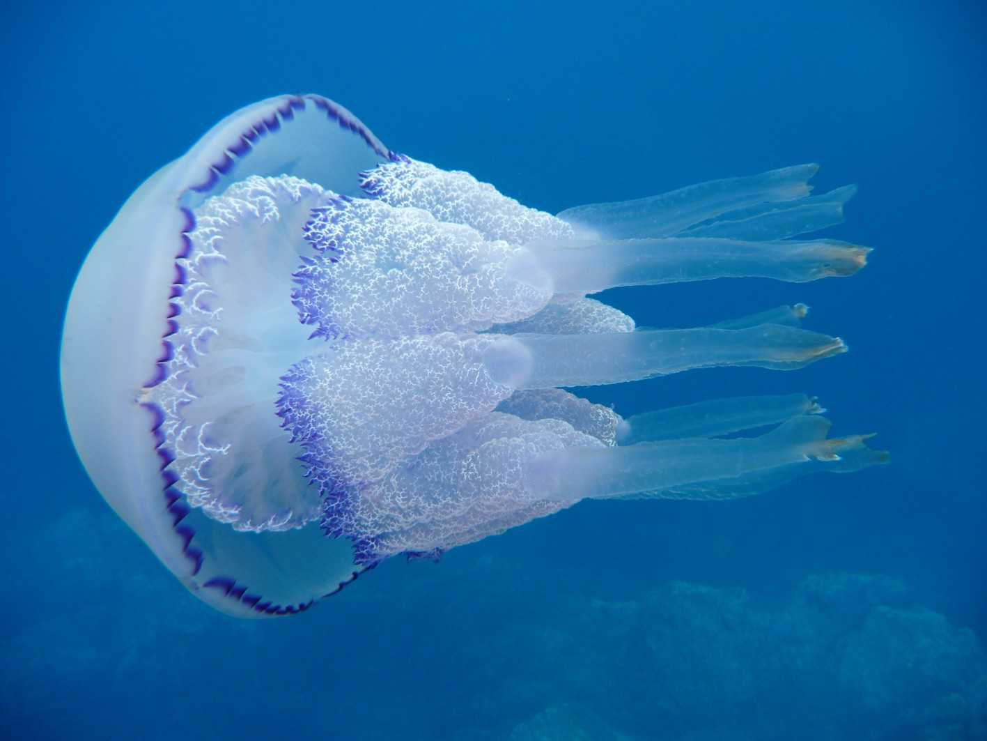 Медуза корнерот латинское название Rhizostoma pulmo - группа пестро окрашенных медуз, обитающая преимущественно в теплых морях К этой группе относятся многие