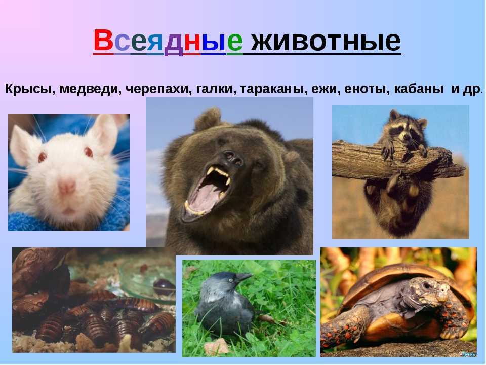 Список и описание самых распространённых млекопитающих травоядных животных
