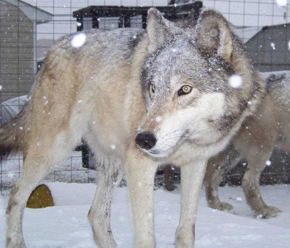 Породы собак похожие на волка: с фото, описание пород