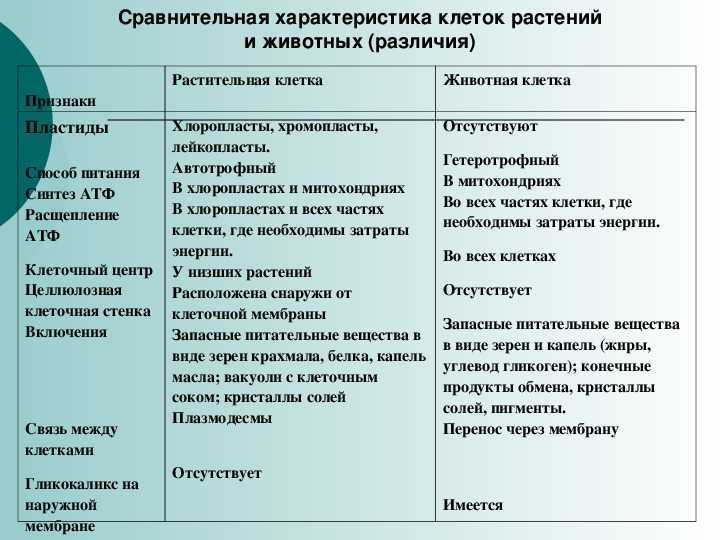 Презентация на тему: "сходство и различие растительной и животной клетки.". скачать бесплатно и без регистрации.