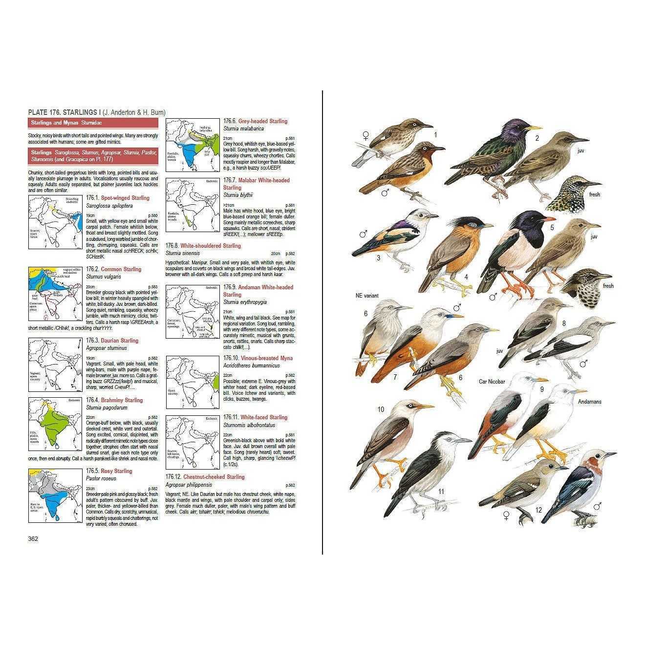 Птицы краснодарского края: лесные, степные, побережья, водоплавающие