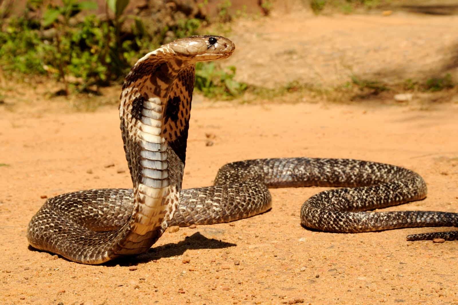 Змея королевская кобра: описание, внешность и интересные факты про это животное
