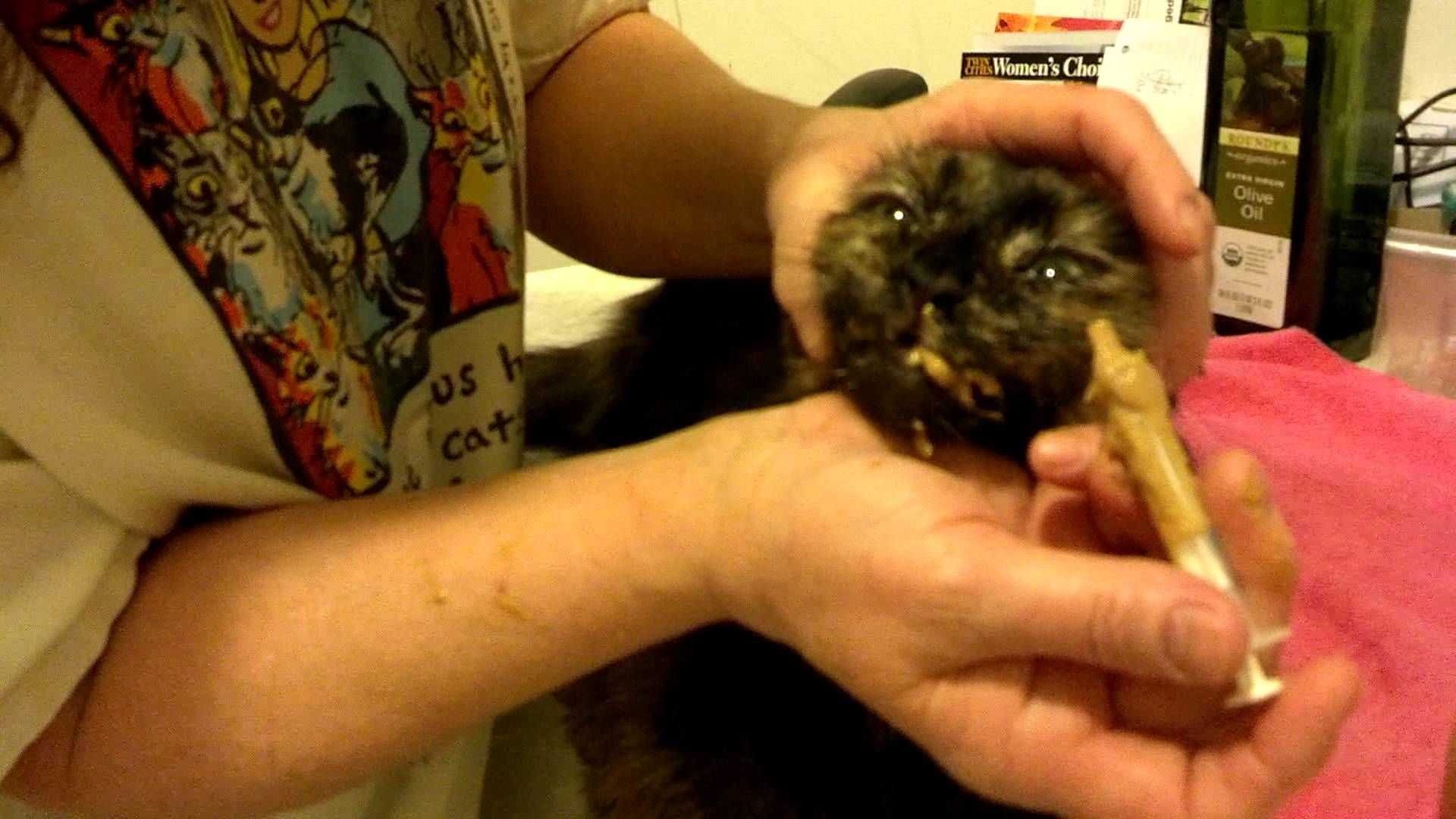 Как кормить новорождённого котёнка