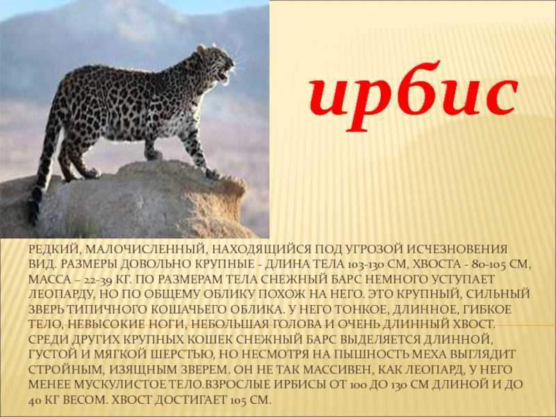 Жужелица: фото, описание и виды, вред для садовых растений и человека