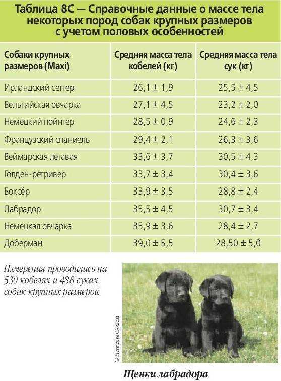 14 лучших витаминов для собак