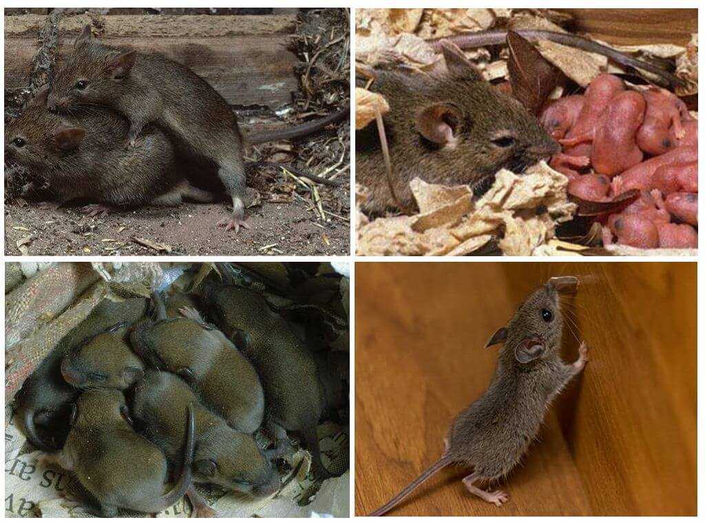 Едят ли кошки мышек и чем опасна охота на грызунов?