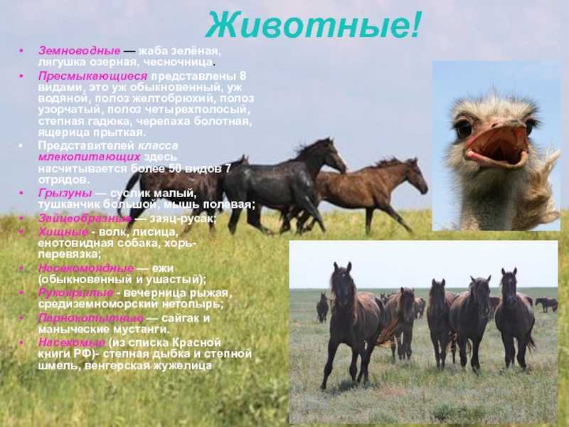 Животные, занесенные в красную книгу ростовской области. охрана животных ростовской области :: syl.ru