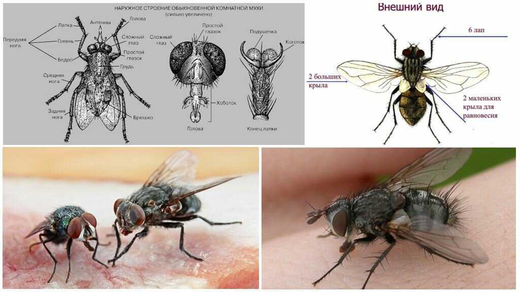 Какими бывают мухи: обзор назойливых насекомых от цеце до журчалки