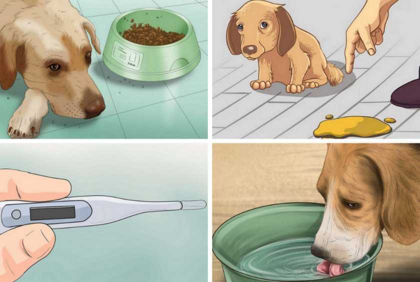 Анемия у собак: причины, симптомы и профилактика | ваши питомцы