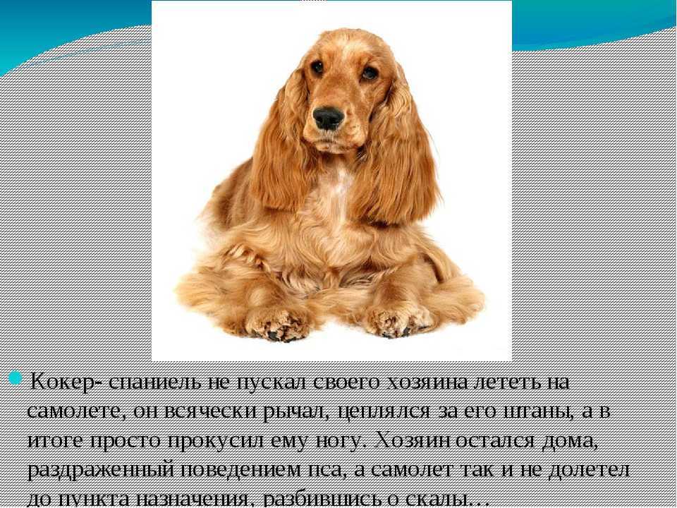 Американский кокер-спаниель - описание породы, характер породы, уход и кормление, выращивание щенков