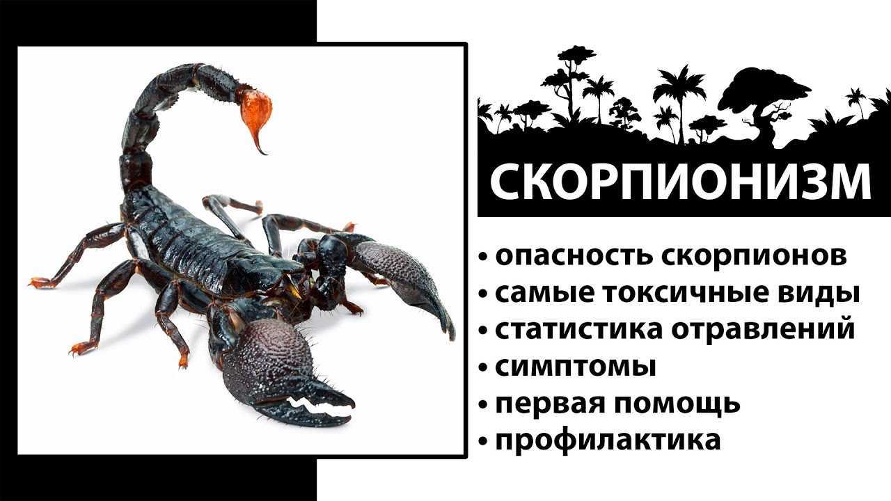 Скорпион: содержание в домашних условиях