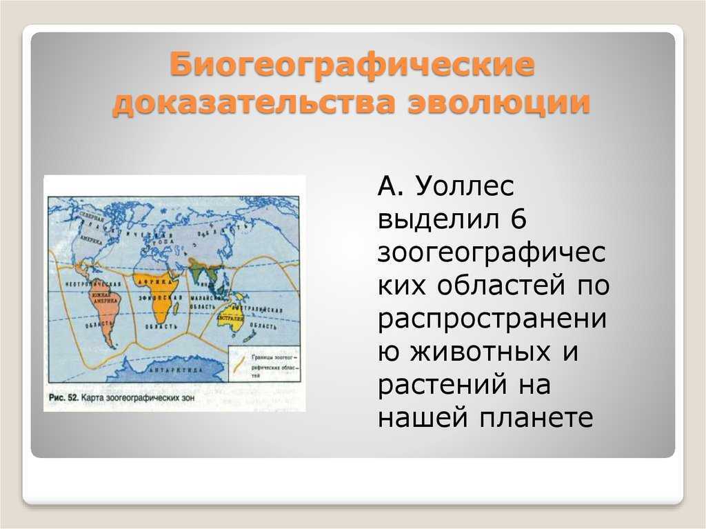 ​50 самых интересных фактов о тюленях