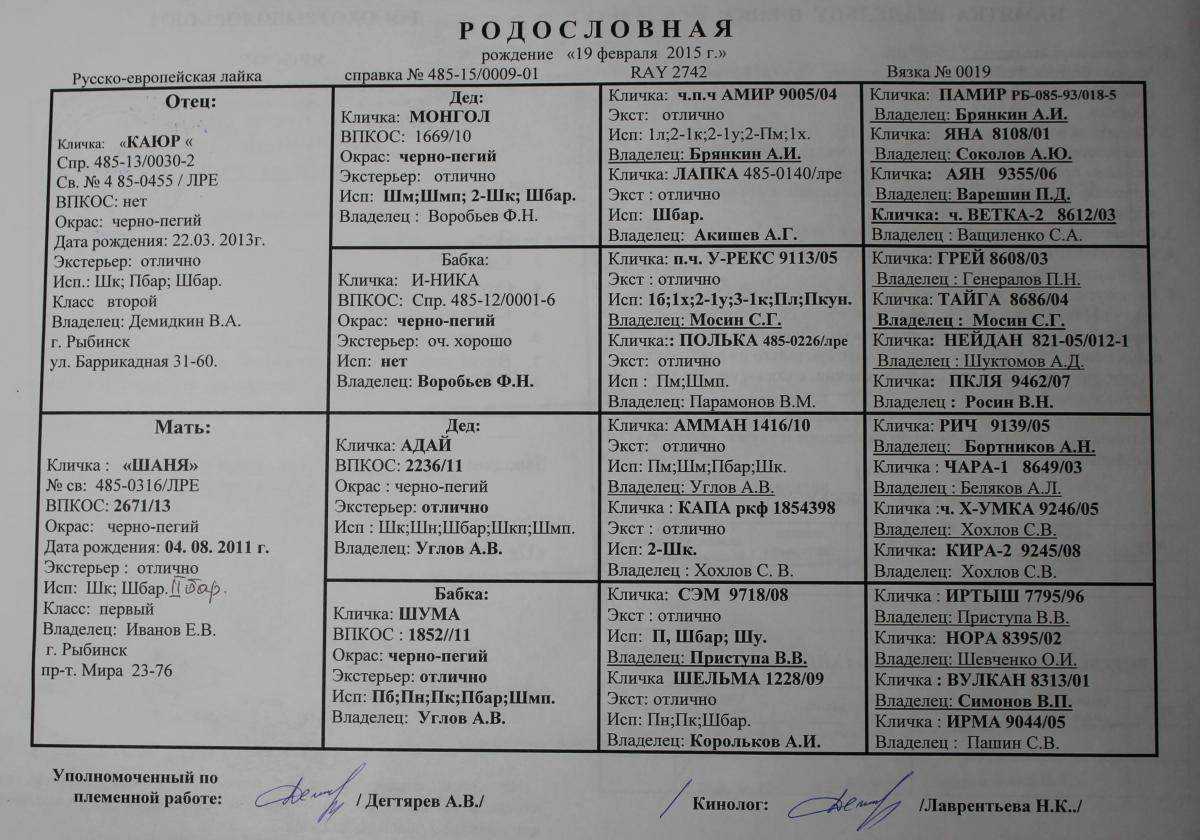 Как лучше всего назвать охотничью собаку: список популярных кличек