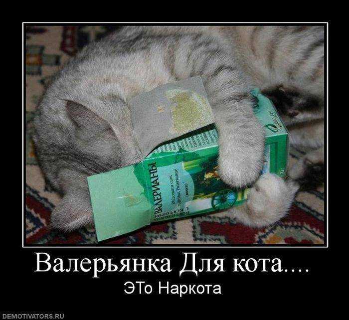 Можно ли давать кошке валерьянку: польза, вред, привыкание, передозировка