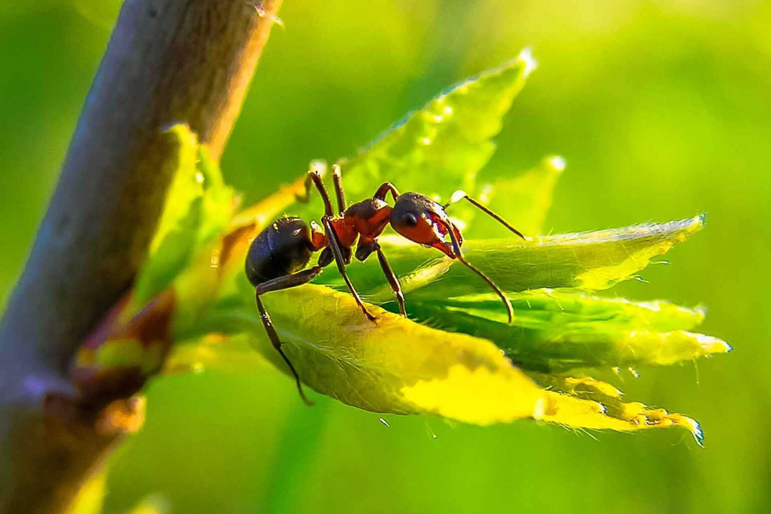Рыжие лесные муравьи – не путайте с фараоновыми домашними