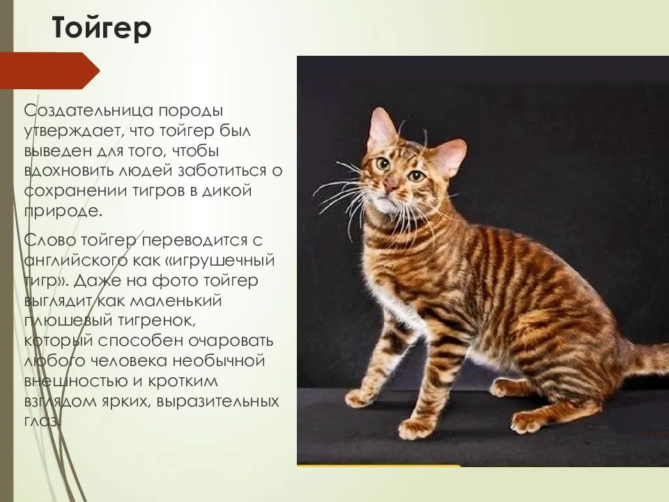 Кошка тойгер: фото, описание породы и особенности ухода