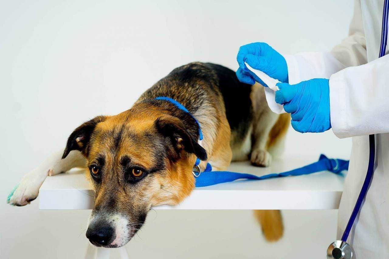 Пиометра у собак: причины, признаки и методы лечения
