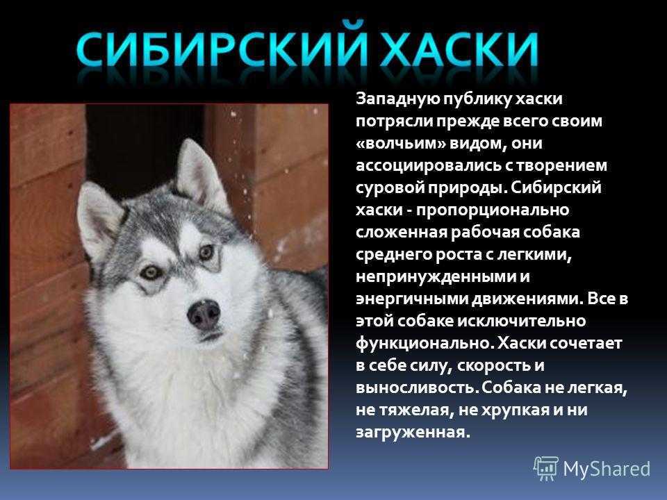 Белый хаски: описание, содержание. окрасы сибирского хаски :: syl.ru