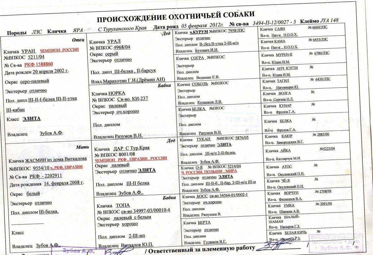 Как выбрать имя для охотничьей собаки: Клички по окрасу, характеру и родословной Выбор для мальчиков и девочек среди самых популярных кличек