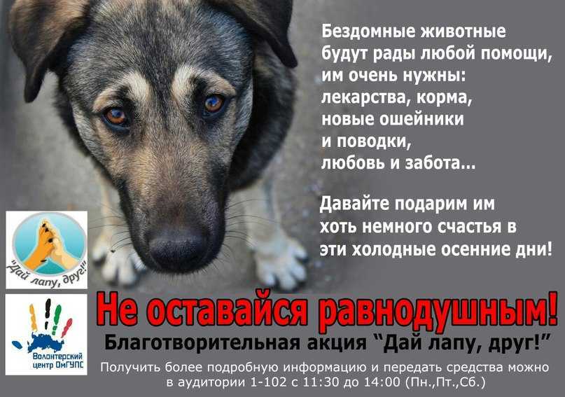 В минприроды сосчитали бездомных собак и кошек
