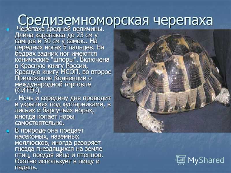 Черепаха красноухая: уход в домашних условиях, содержание, что едят, фото