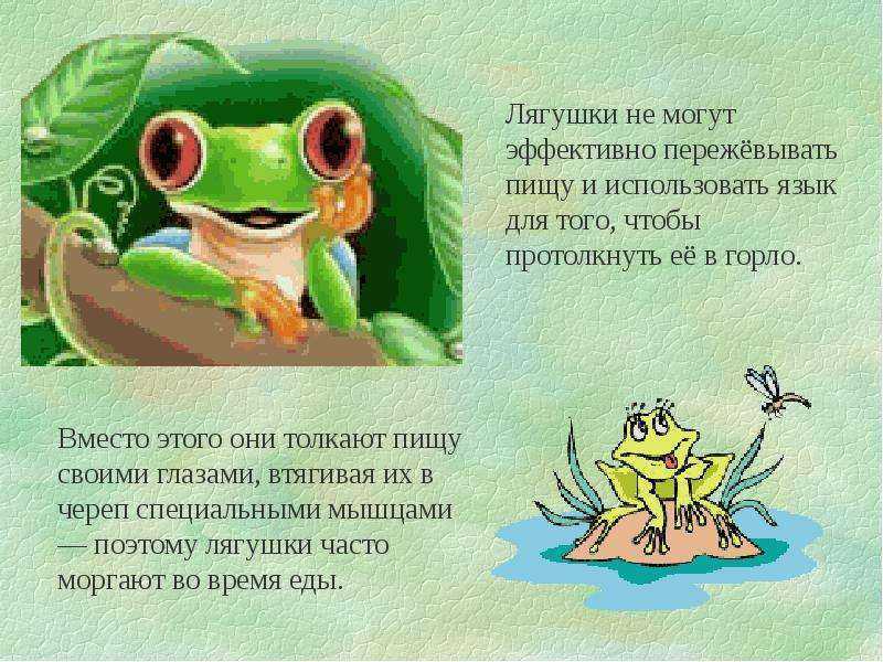 Оранжевая жаба интересные факты - ogorod.guru