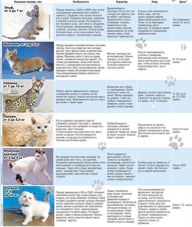 Бамбино: описание породы, фото кошки, отзывы владельцев, сколько лет живут?