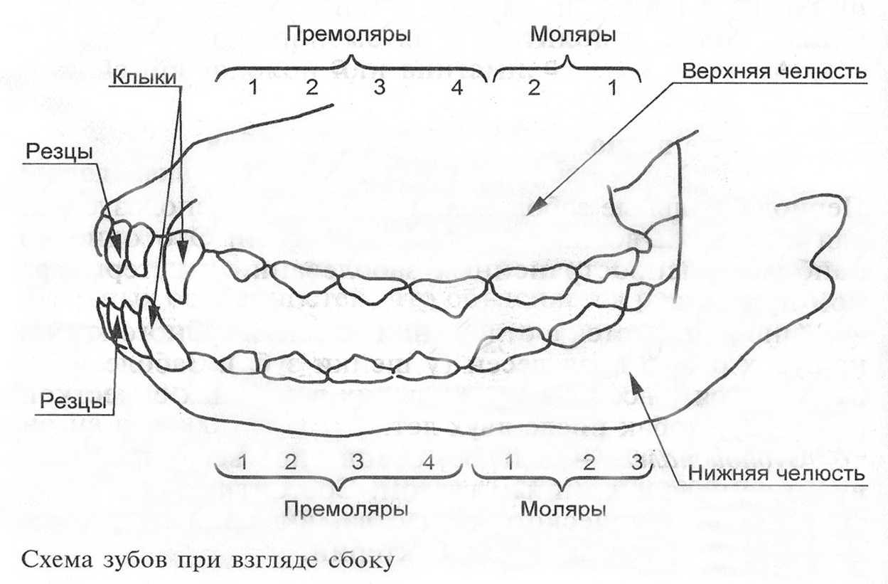 Текст книги «стоматология собак»