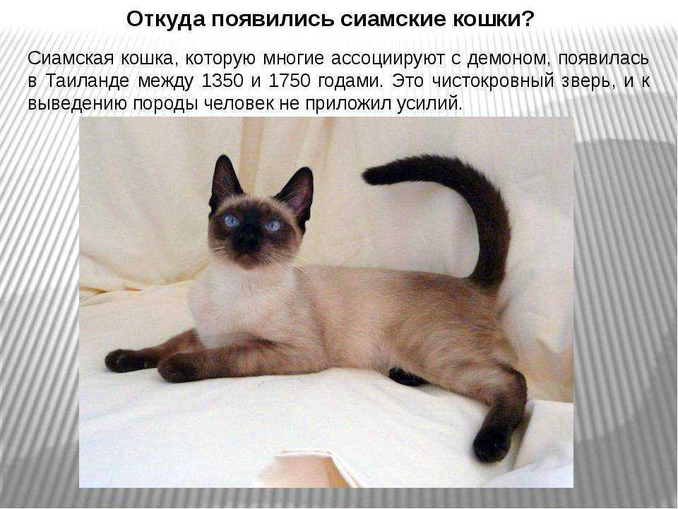 Породы кошек
