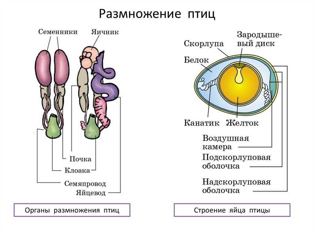Как отличить самку моллинезии от самца: краткая инструкция (половые различия, размер, окрас), пол малька