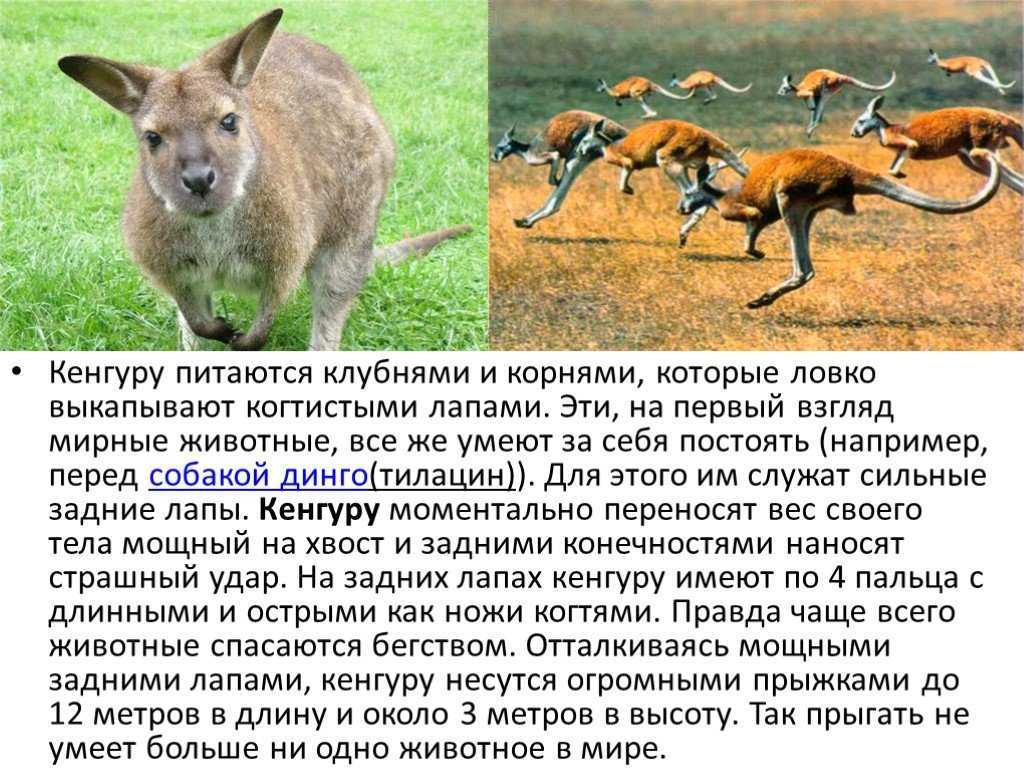 Кенгуру - фото, описание, ареал, рацион, враги, популяция