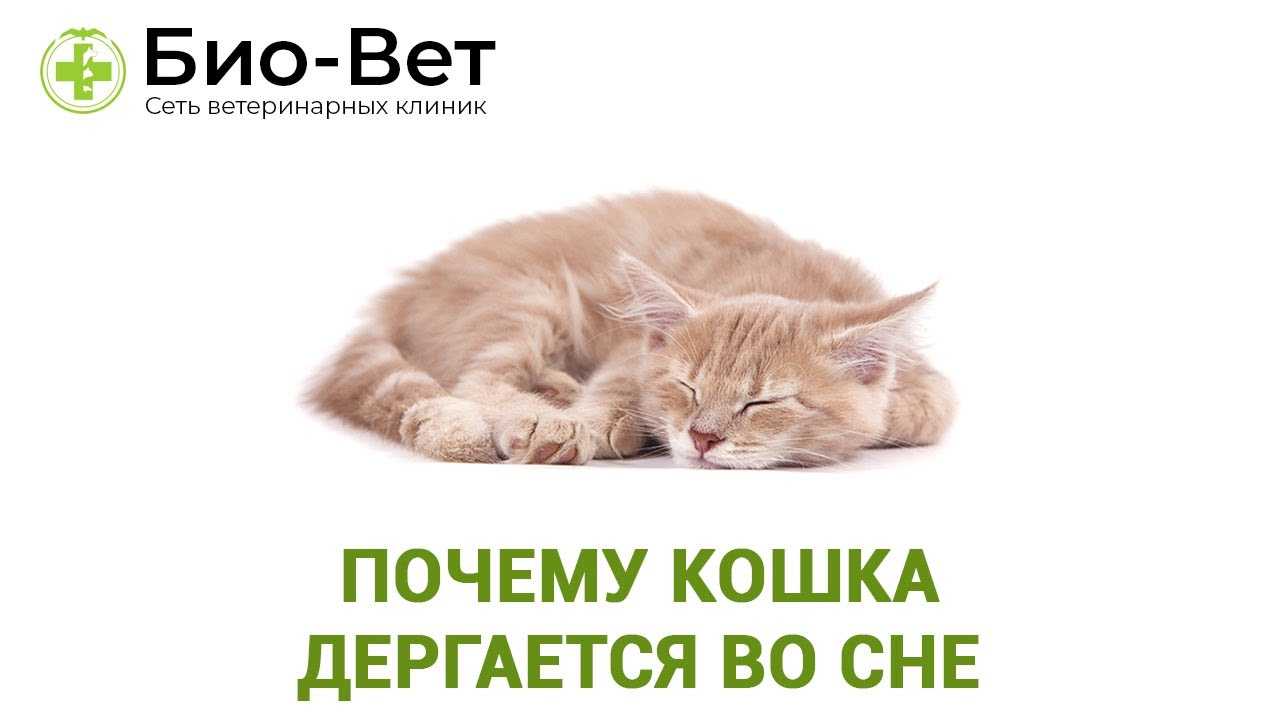 Кошка дергается во сне, есть ли причины для волнений?