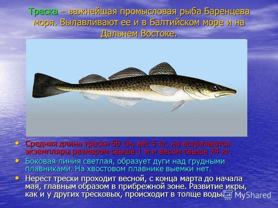 Рыбы черного моря: какие водятся, их виды (ядовитые, хищные и другие)