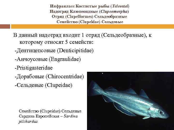Рыба сом: как выглядит, где обитает, размеры