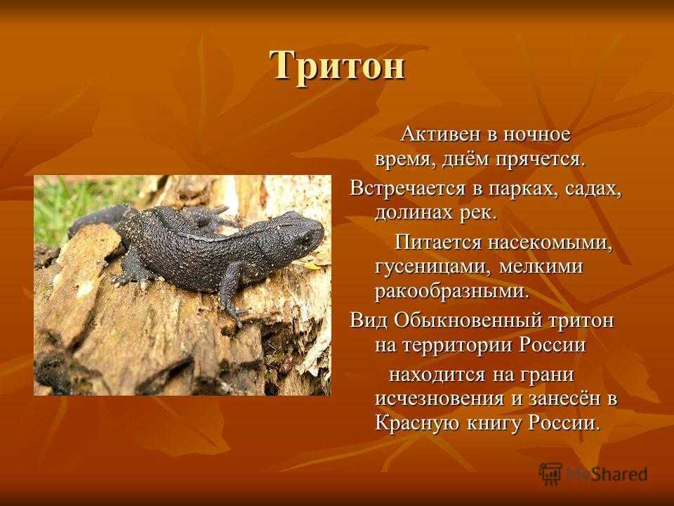 Что такое тритон? виды тритонов, описание, образ жизни и распространение