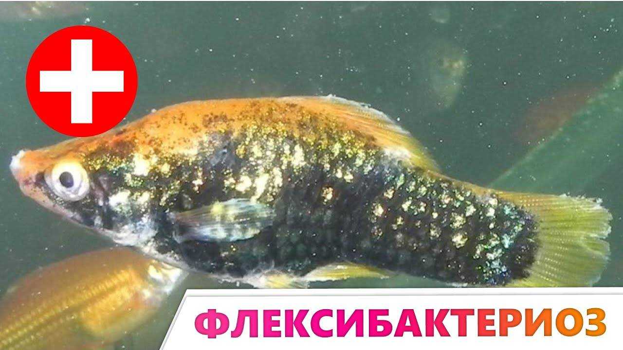 Тениаринхоз - бычий цепень | университетская клиника