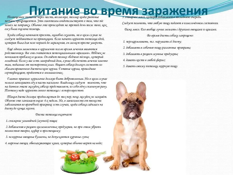 Чем кормить той терьера и как за ним ухаживать?