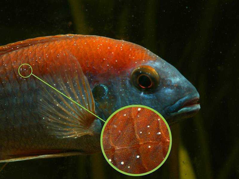 Хищные аквариумные рыбки или опасность за стеклом
