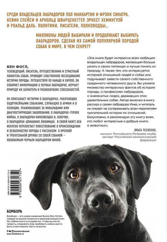 Течка у лабрадора – сколько длится, когда впервые