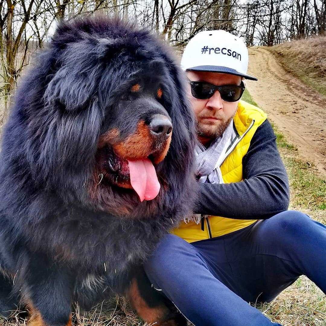Самые большие породы собак - топ-10 самых крупных собак