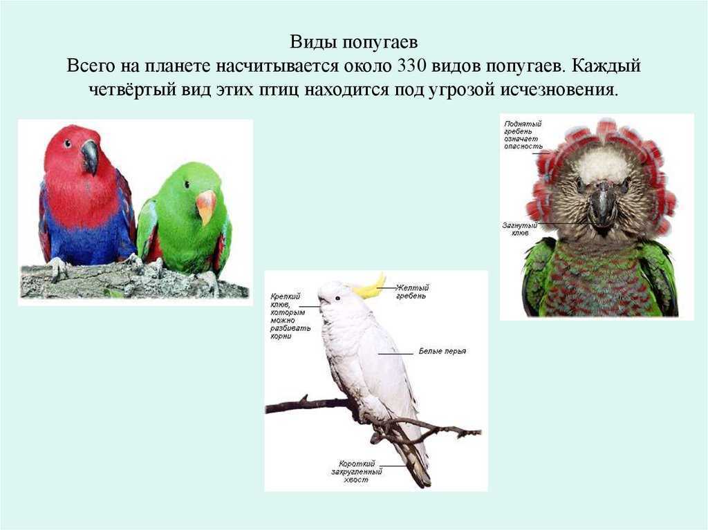 Попугай: какие бывают виды и породы домашних говорящих птиц