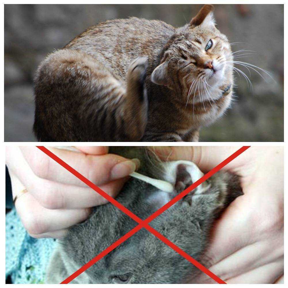 Почему кошка опускает уши
