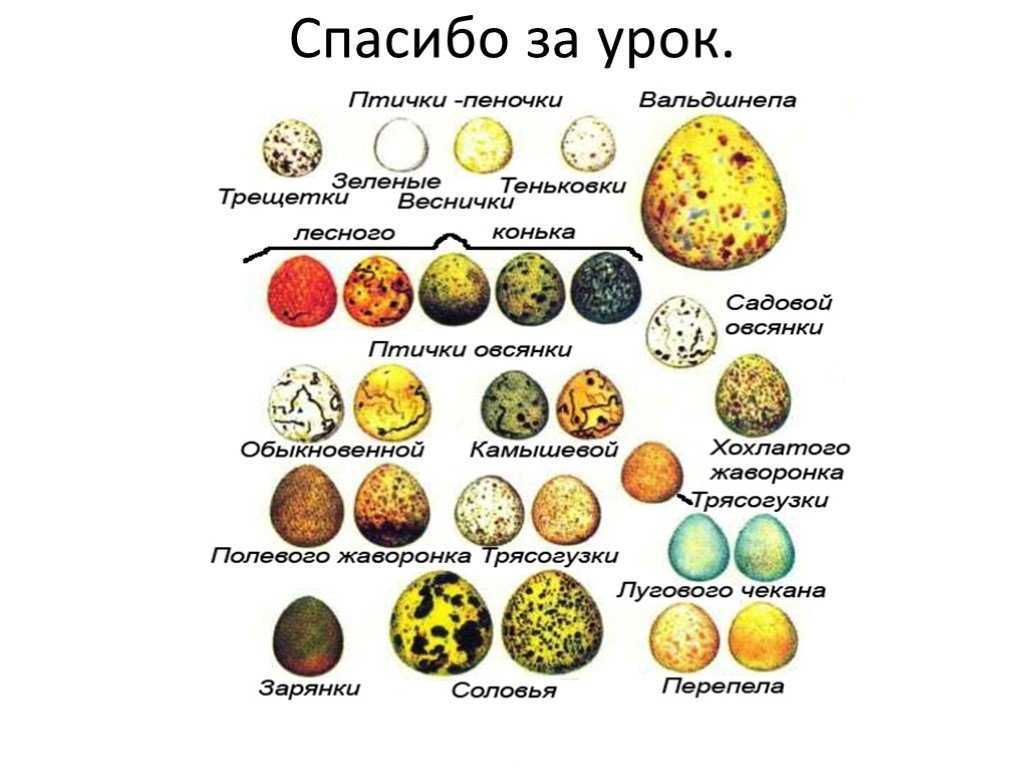 Конспект урока по биологии. 7 класс. тема «размножение и развитие птиц» | биология  | педагогический опыт / всероссийский журнал авторских публикаций, конкурсы и конференции для учителей и воспитателей