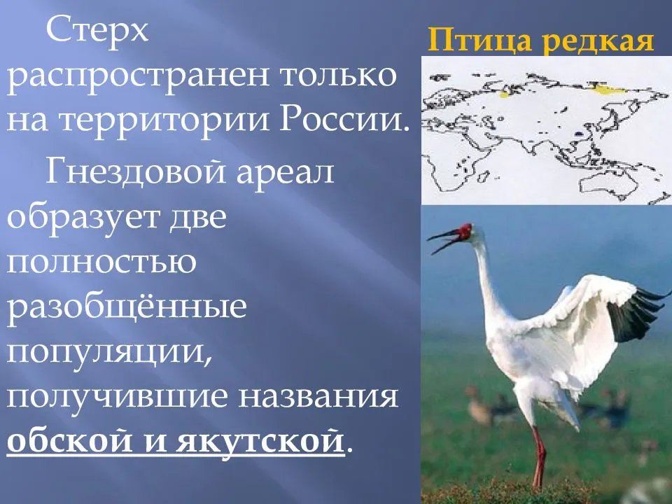 Японский журавль: описание, ареал обитания, питание, угрозы и охрана :: syl.ru