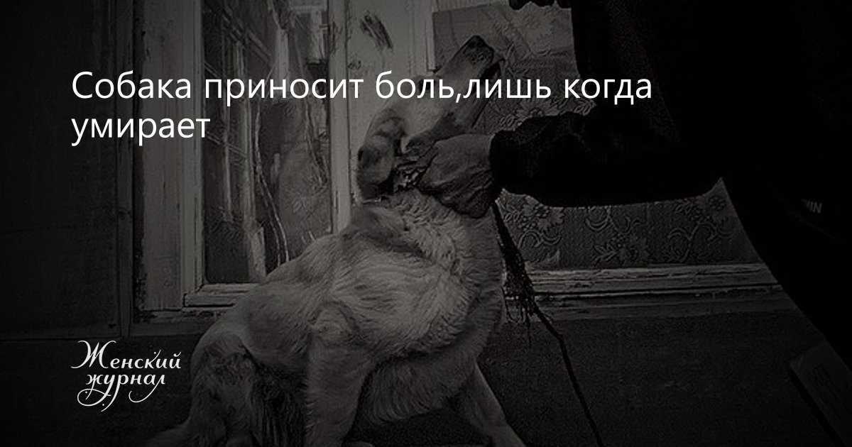 Как пережить смерть кошки: 4 полезные рекомендации от психологов