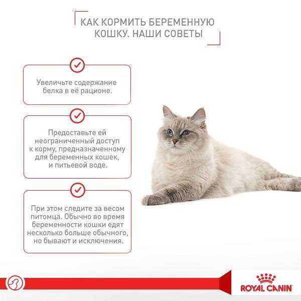 Чем кормить беременную кошку: особенности натурального и промышленного питания | звери дома